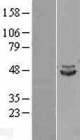 IDH2 (NM_002168) Human Tagged ORF Clone