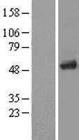EEF1A1 (NM_001402) Human Tagged ORF Clone