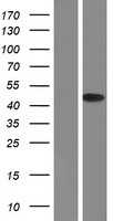 IKB alpha(NFKBIA) (NM_020529) Human Tagged ORF Clone
