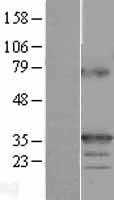 TNFSF9 (NM_003811) Human Tagged ORF Clone
