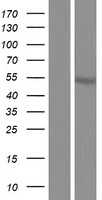 ODR4(C1orf27) (NM_001164246) Human Tagged ORF Clone