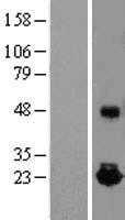 IL10 (NM_000572) Human Tagged ORF Clone