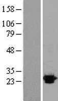 Sigma1 receptor(SIGMAR1) (NM_005866) Human Tagged ORF Clone