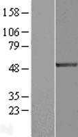 E2F1 (NM_005225) Human Tagged ORF Clone