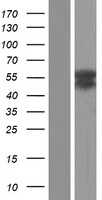 OTUD1 (NM_001145373) Human Tagged ORF Clone