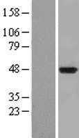 IDO1 (NM_002164) Human Tagged ORF Clone