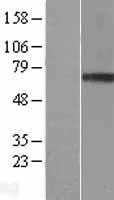 Granulin(GRN) (NM_002087) Human Tagged ORF Clone