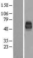 CD226 (NM_006566) Human Tagged ORF Clone