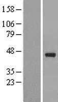 PAFAH2 (NM_000437) Human Tagged ORF Clone
