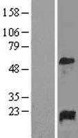 GADD45A (NM_001924) Human Tagged ORF Clone
