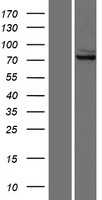 Glutaminase(GLS) (NM_014905) Human Tagged ORF Clone