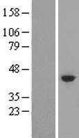 IRF1 (NM_002198) Human Tagged ORF Clone