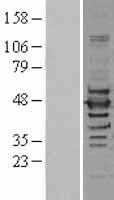 ILF2 (NM_004515) Human Tagged ORF Clone