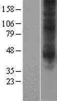 Adenosine A3 Receptor(ADORA3) (NM_000677) Human Tagged ORF Clone