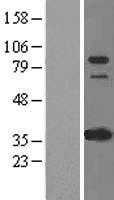 IFI16 (NM_005531) Human Tagged ORF Clone