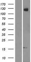 Amyloid Precursor Protein(APP) (NM_000484) Human Tagged ORF Clone