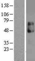 IL13 receptor alpha 2(IL13RA2) (NM_000640) Human Tagged ORF Clone