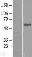 BTN3A1 (NM_007048) Human Tagged ORF Clone