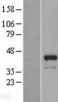 FSTL1 (NM_007085) Human Tagged ORF Clone