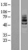 IL7R alpha(IL7R) (NM_002185) Human Tagged ORF Clone