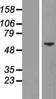 ZNFN1A2(IKZF2) (NM_001079526) Human Tagged ORF Clone
