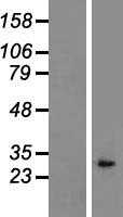 IL1 alpha(IL1A) (NM_000575) Human Tagged ORF Clone