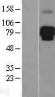 LILRB2 (NM_005874) Human Tagged ORF Clone