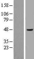 Flotillin 1(FLOT1) (NM_005803) Human Tagged ORF Clone