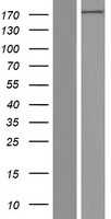 Glutamyl Prolyl tRNA synthetase(EPRS) (NM_004446) Human Tagged ORF Clone