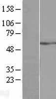 ATP5A(ATP5A1) (NM_004046) Human Tagged ORF Clone