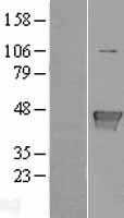 Glutamine Synthetase(GLUL) (NM_001033056) Human Tagged ORF Clone