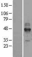 Fc epsilon RI(FCER1A) (NM_002001) Human Tagged ORF Clone