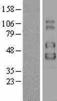IL2 Receptor gamma(IL2RG) (NM_000206) Human Tagged ORF Clone