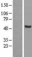 BMP9(GDF2) (NM_016204) Human Tagged ORF Clone