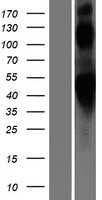 beta 2 Adrenergic Receptor(ADRB2) (NM_000024) Human Tagged ORF Clone