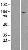 GRIA1 (NM_000827) Human Tagged ORF Clone