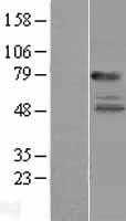 IL22RA1 (NM_021258) Human Tagged ORF Clone