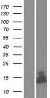 Glutaredoxin 5(GLRX5) (NM_016417) Human Tagged ORF Clone
