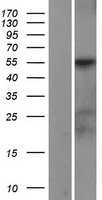PI 3 Kinase p85 alpha(PIK3R1) (NM_181504) Human Tagged ORF Clone
