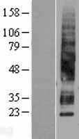 Aquaporin 3(AQP3) (NM_004925) Human Tagged ORF Clone