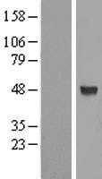 ALG2 (NM_033087) Human Tagged ORF Clone