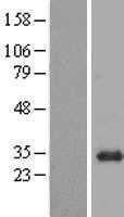 BPGM (NM_199186) Human Tagged ORF Clone