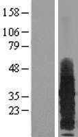 RAMP3 (NM_005856) Human Tagged ORF Clone