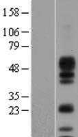 Amphiregulin(AREG) (NM_001657) Human Tagged ORF Clone