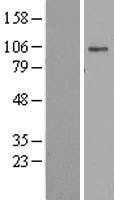 ATP1A2 (NM_000702) Human Tagged ORF Clone
