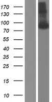 Amyloid Precursor Protein(APP) (NM_001136129) Human Tagged ORF Clone