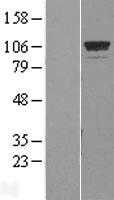 GTF3C2 (NM_001521) Human Tagged ORF Clone