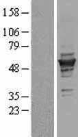 gamma Tubulin(TUBG1) (NM_001070) Human Tagged ORF Clone