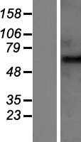 GABA A Receptor beta 2(GABRB2) (NM_021911) Human Tagged ORF Clone