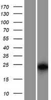 ARP10(APOBEC3H) (NM_001166003) Human Tagged ORF Clone